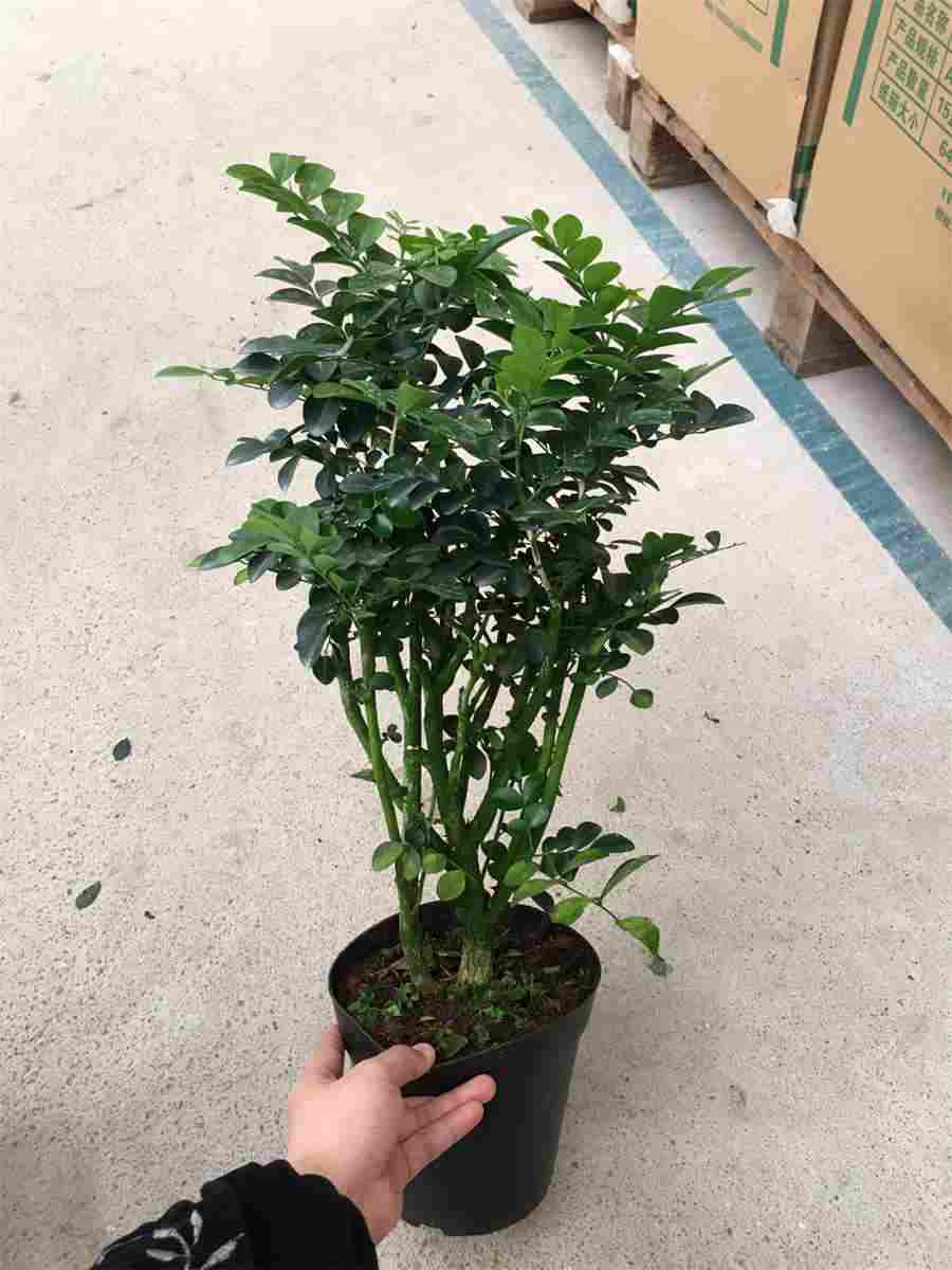 铁皮石斛的功效与作用及禁忌中药材功效大全 铁皮石斛的功效与作用及禁忌你知道吗 铁皮石斛的功效与作用及禁忌中药材功效大全 铁皮石斛的功效与作用及禁忌你知道吗