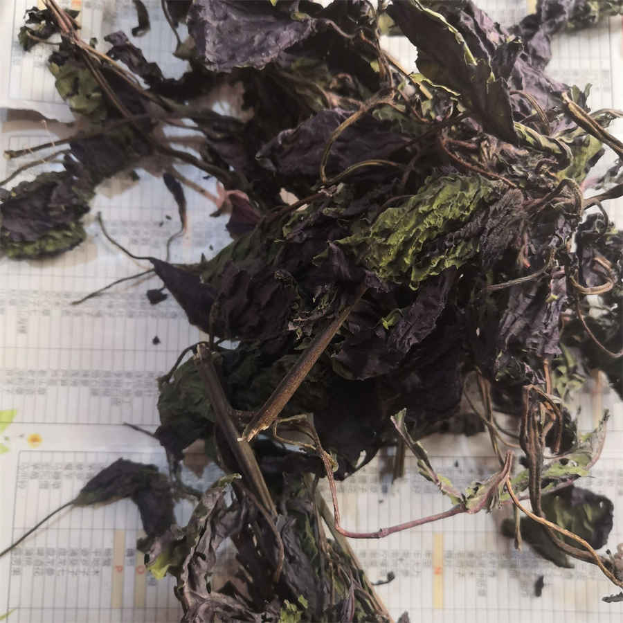 人参会跑是真的吗?揭开人参会跑的秘密中药材知识 人参会跑是真的吗?揭开人参会跑的秘密中药材知识