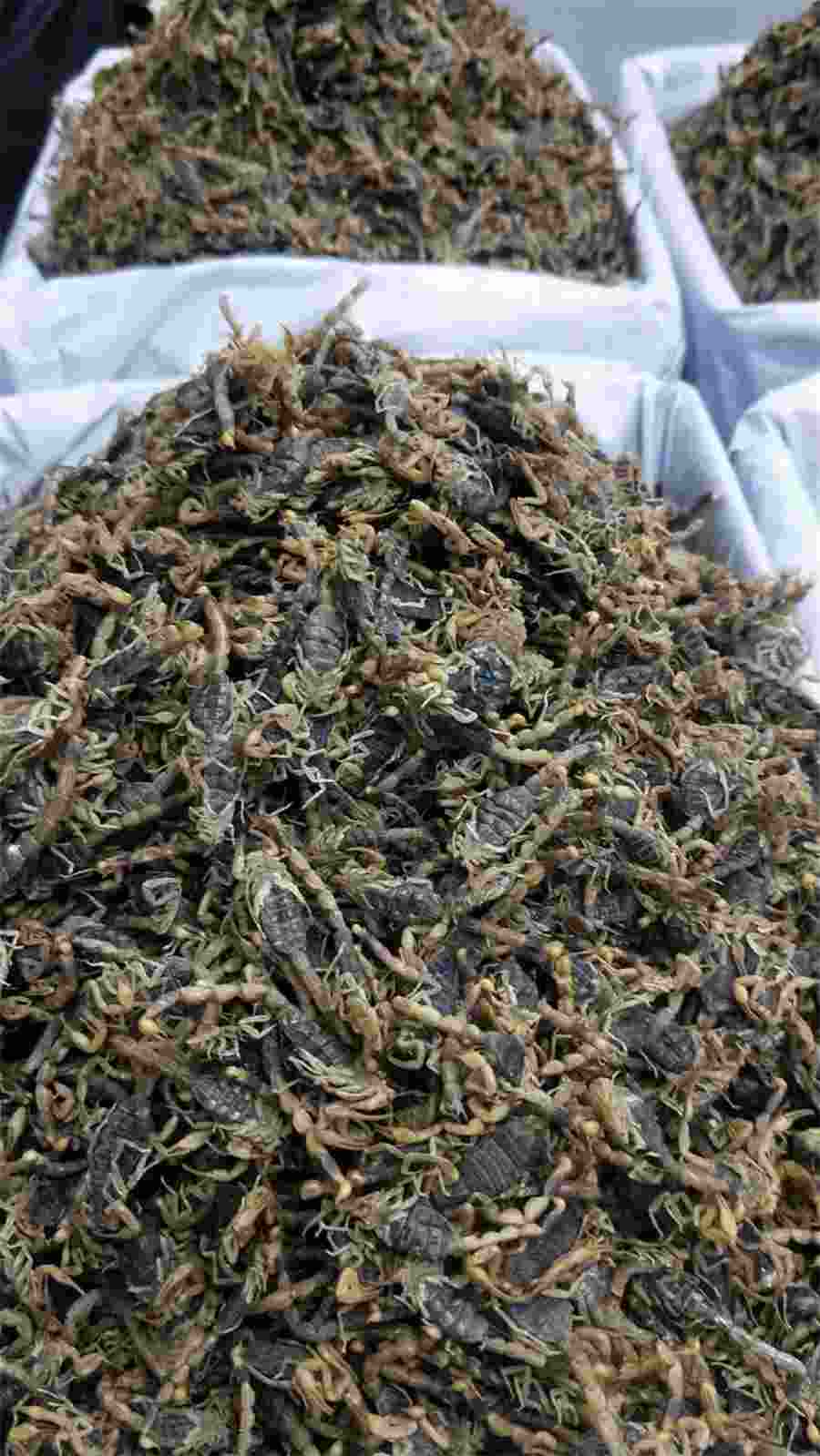 西洋参吃了会上火吗?吃西洋参有什么好处?中药材知识 人参泡水喝上火吗 西洋参吃了会上火吗?吃西洋参有什么好处?中药材知识 人参泡水喝上火吗