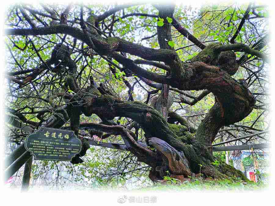 自书遗嘱的有效范文怎么写(自书遗嘱新范本) 自书遗嘱的有效范文怎么写(自书遗嘱新范本)