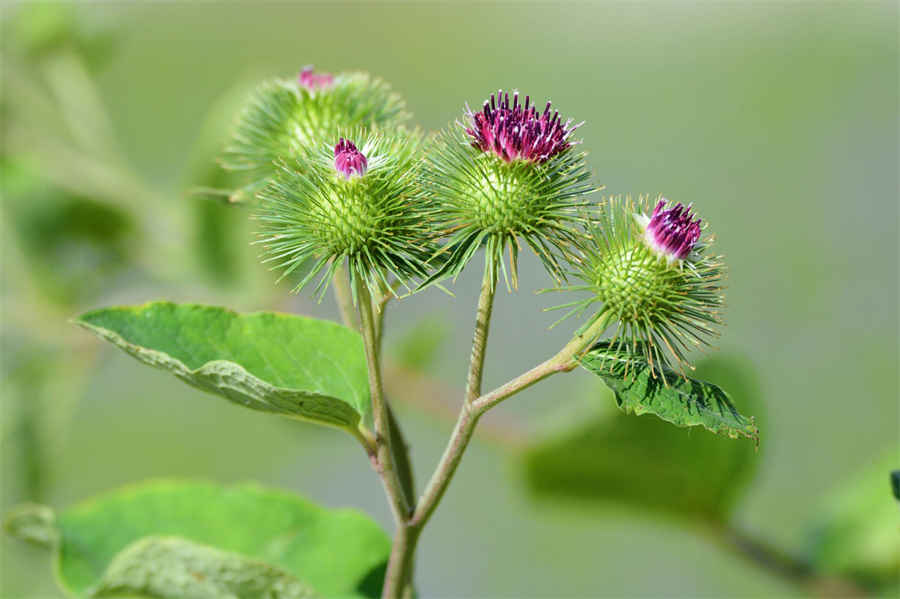 虫草花炖鸡汤的做法家常做法怎么做好吃热量卡路里 虫草花炖鸡汤的做法家常做法怎么做好吃热量卡路里