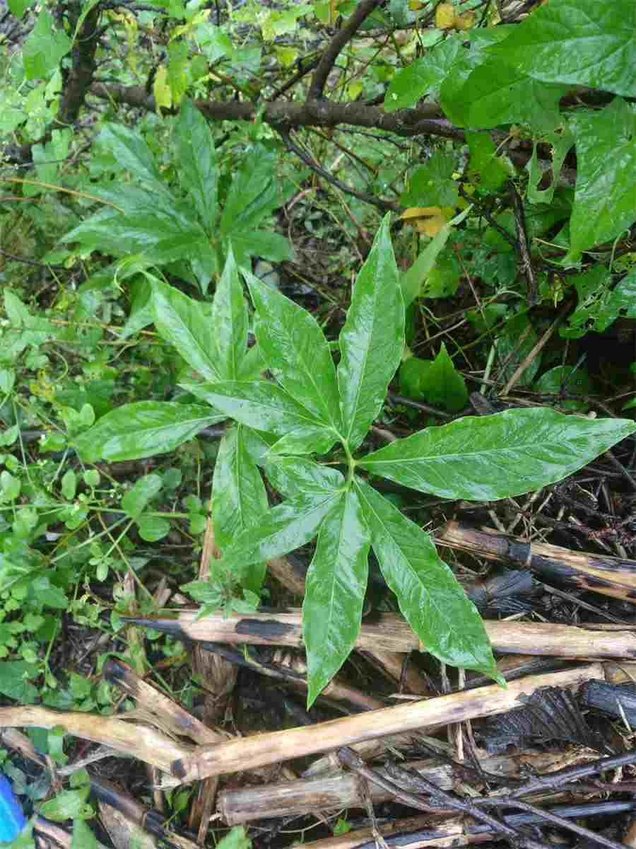 知汤药 豪毛的豪是哪个豪 知汤药 豪毛的豪是哪个豪
