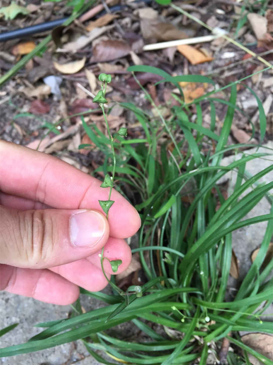 平角是直线吗 平角是一条直线吗 平角是直线吗 平角是一条直线吗