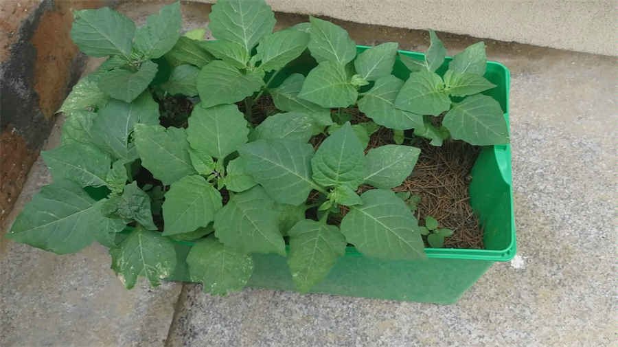 山楂的功能与主治及食用方法中药材功效大全 山楂的吃法大全 山楂的功能与主治及食用方法中药材功效大全 山楂的吃法大全