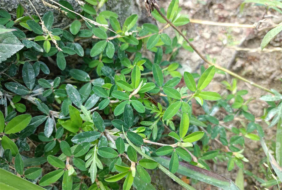 安胎 安胎药 安胎 安胎 安胎药 安胎