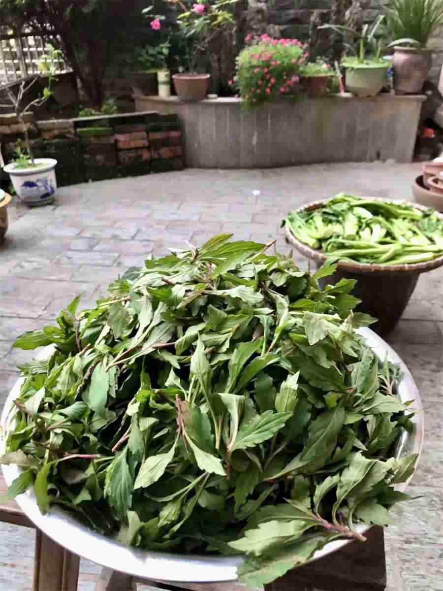 灵芝的十大功效与作用中药材功效大全 灵芝的十大功效与作用中药材功效大全