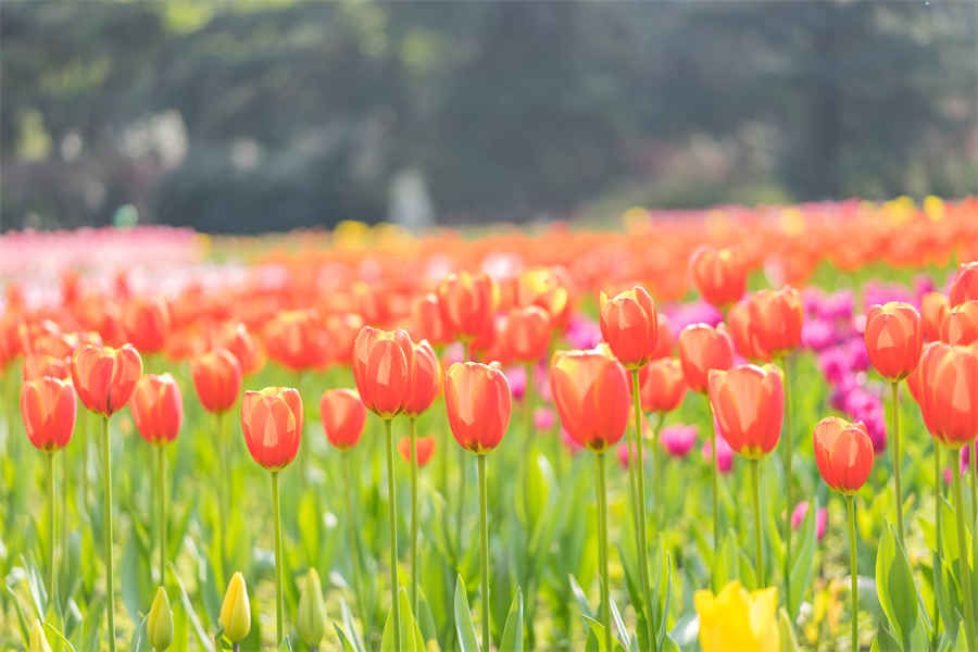现在季节去哪旅游最合适(3月去哪旅游最合适) 现在这个季节去哪旅游最好 现在季节去哪旅游最合适(3月去哪旅游最合适) 现在这个季节去哪旅游最好