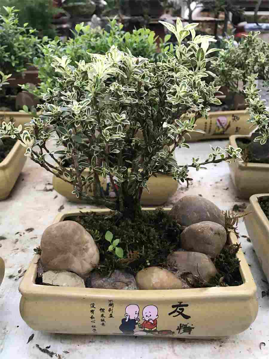 热疮 热疮 热疮 热疮