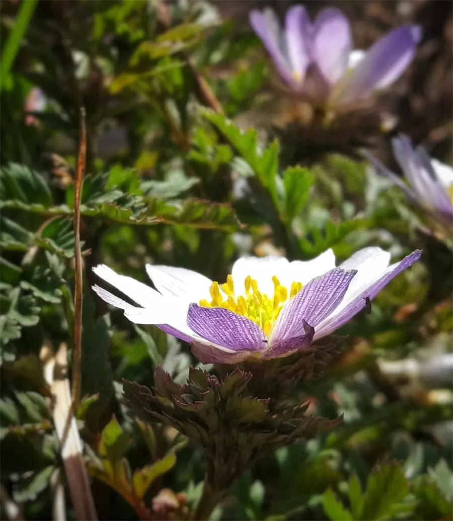 爬竹竿打一成语,爬竹竿(打一成语)--节节上升,谜底解释是什么? 爬竹竿打一成语,爬竹竿(打一成语)--节节上升,谜底解释是什么?