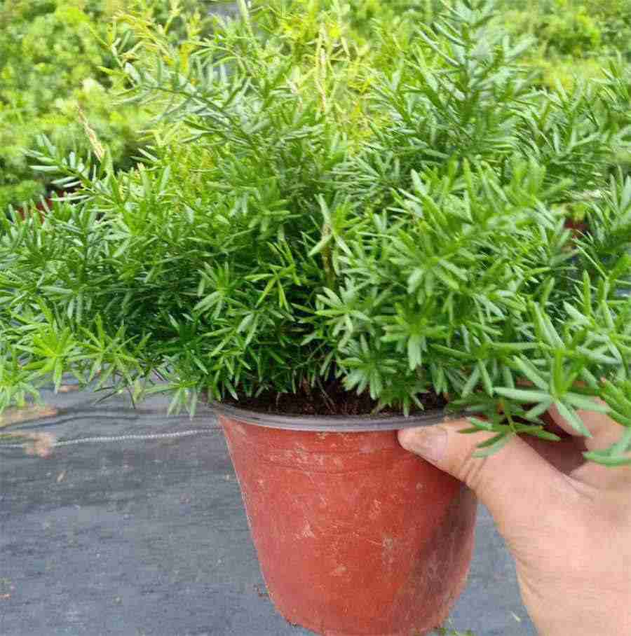 825.冬虫夏草茶 冬虫夏草泡茶的功效 825.冬虫夏草茶 冬虫夏草泡茶的功效