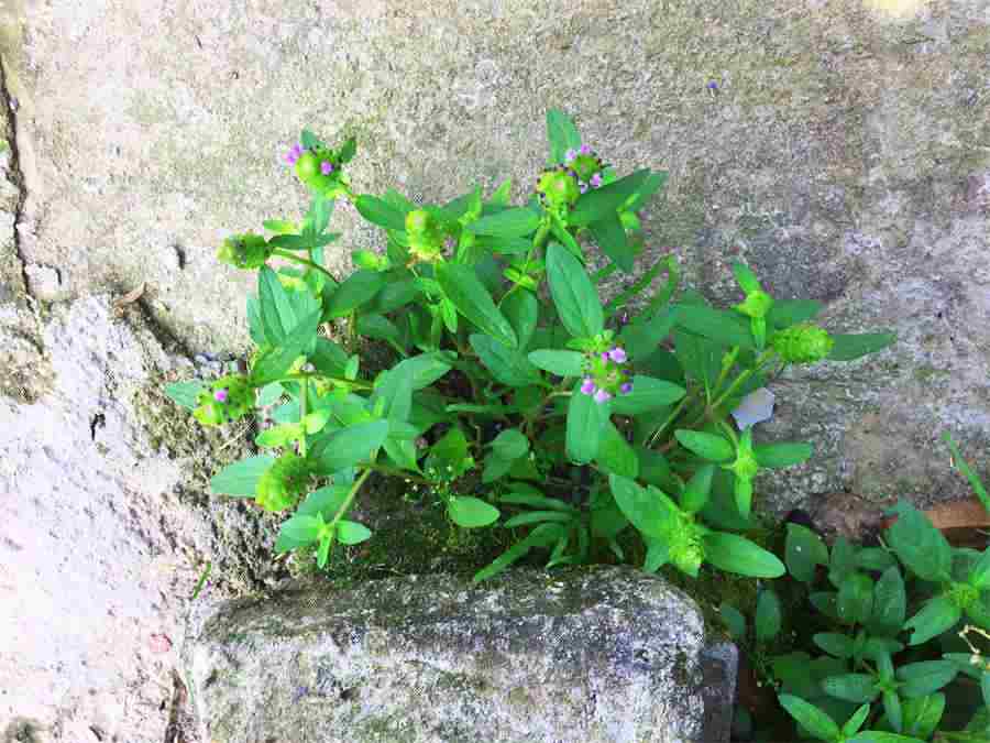 捶胡根 捶胡根为什么科属植物 捶胡根 捶胡根为什么科属植物