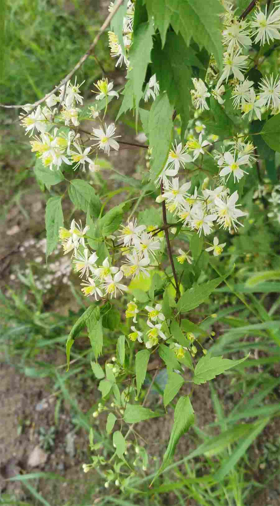第一节 优生学 “优生学” 第一节 优生学 “优生学”