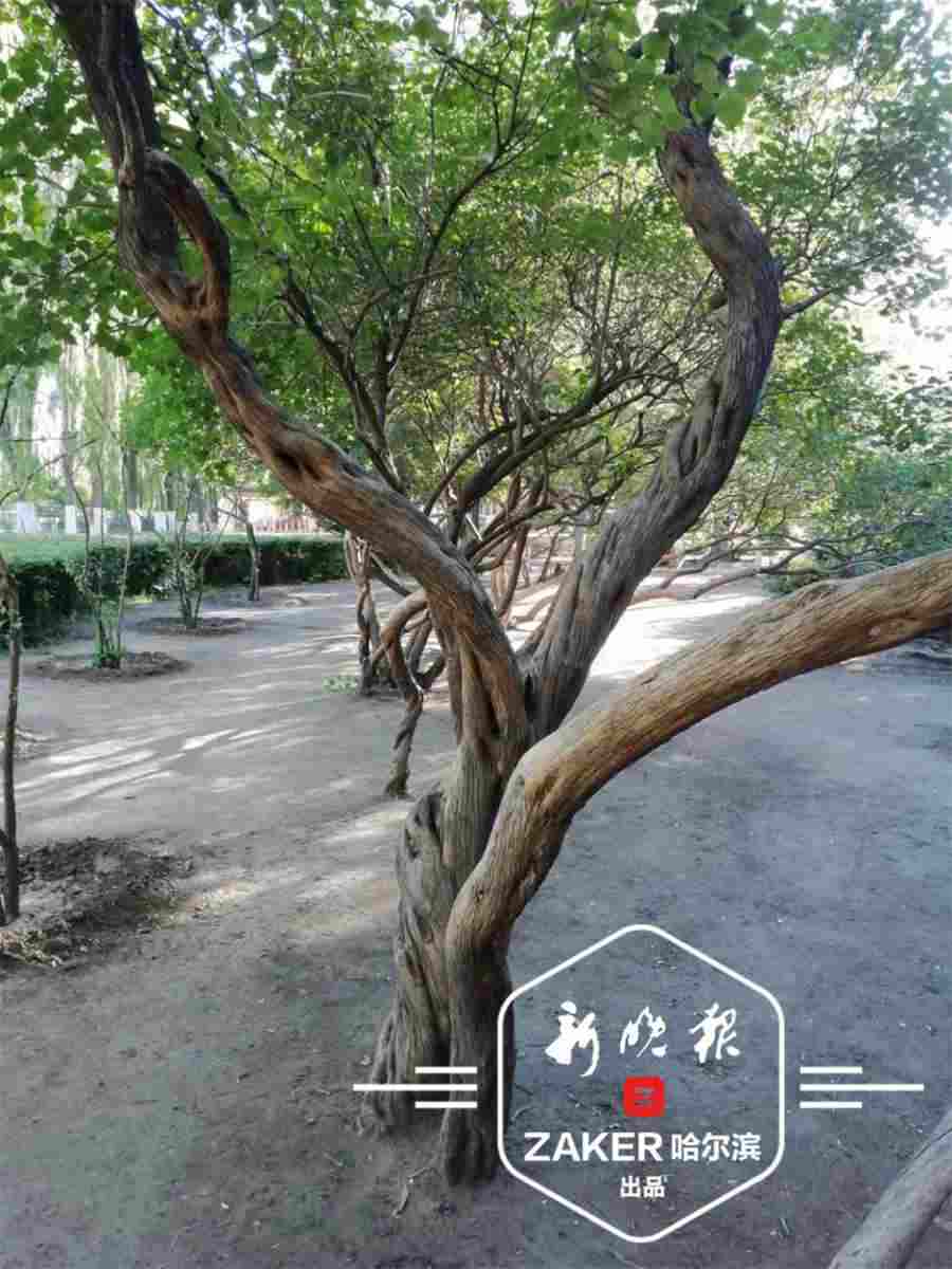 王中王口味火腿肠的做法家常做法怎么做好吃热量卡路里 王中王口味火腿肠的做法家常做法怎么做好吃热量卡路里