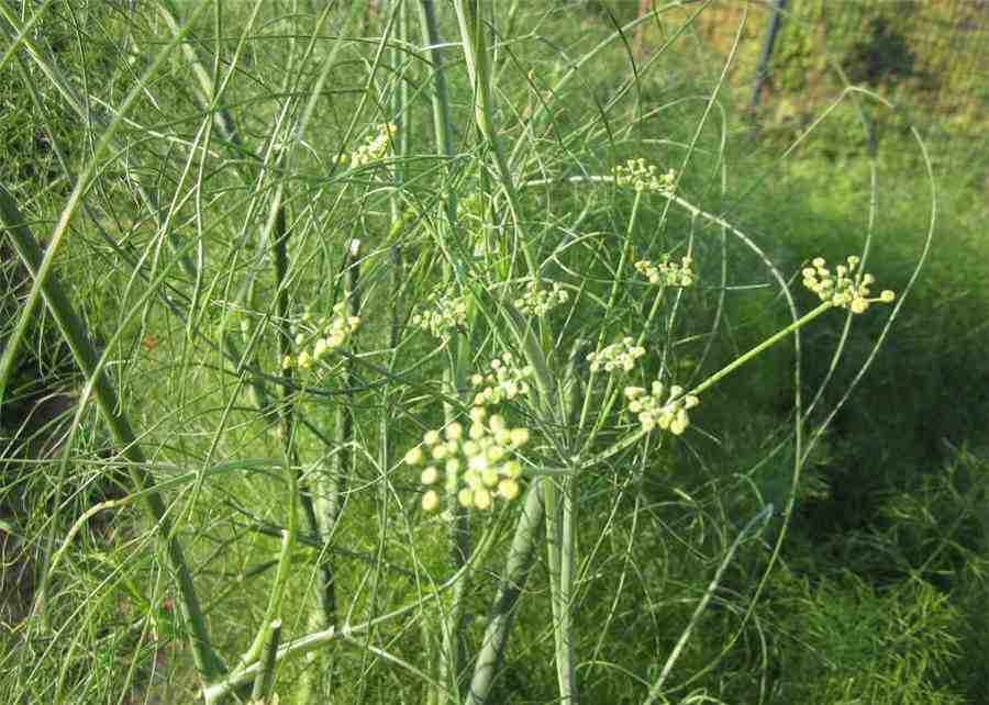 荔枝是什么季节的水果 荔枝季节 荔枝是什么季节的水果 荔枝季节