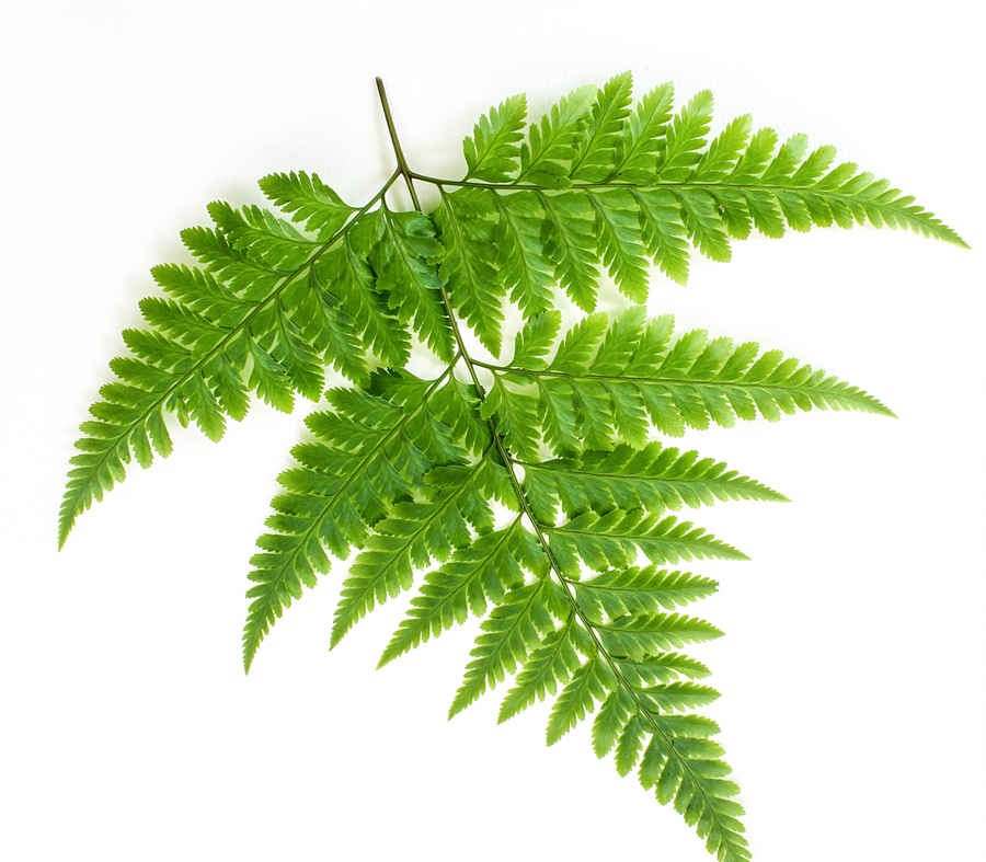 淫羊藿根 淫羊藿根 淫羊藿根 淫羊藿根