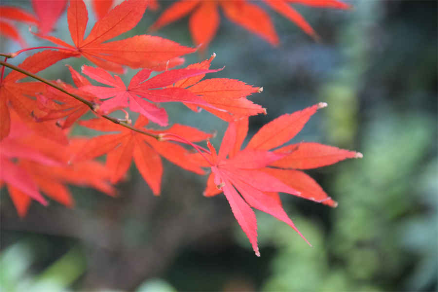 灵芝怎么吃才好?教你灵芝的食用方法及吃法中药材使用方法中药材的正确吃法 灵芝怎么吃才好?教你灵芝的食用方法及吃法中药材使用方法中药材的正确吃法