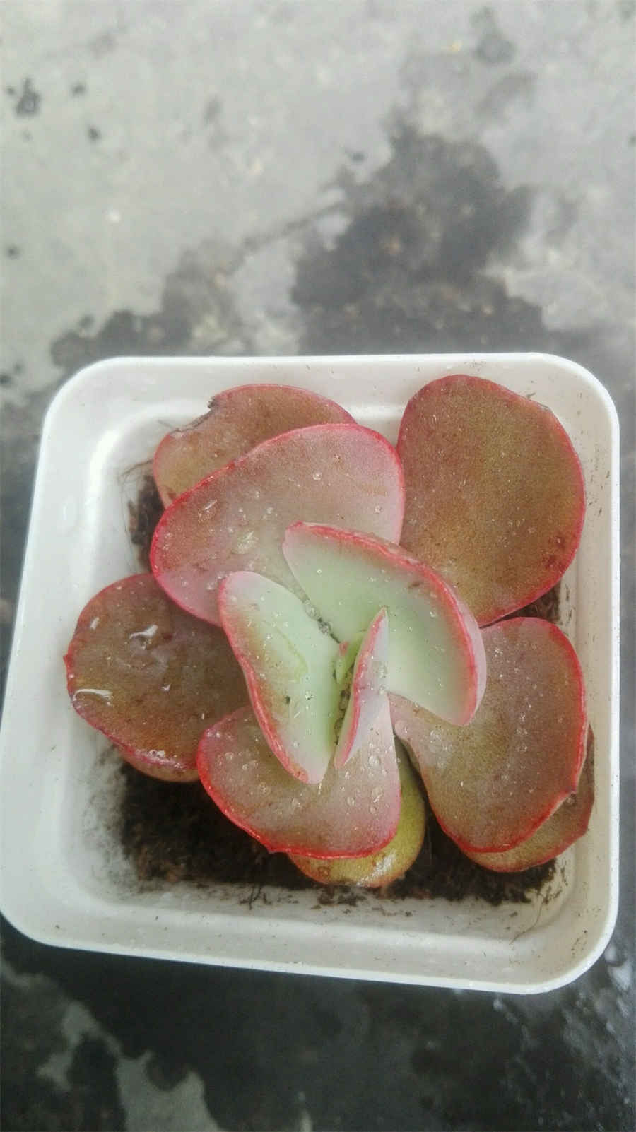 珠兰 珠兰根 珠兰 珠兰根