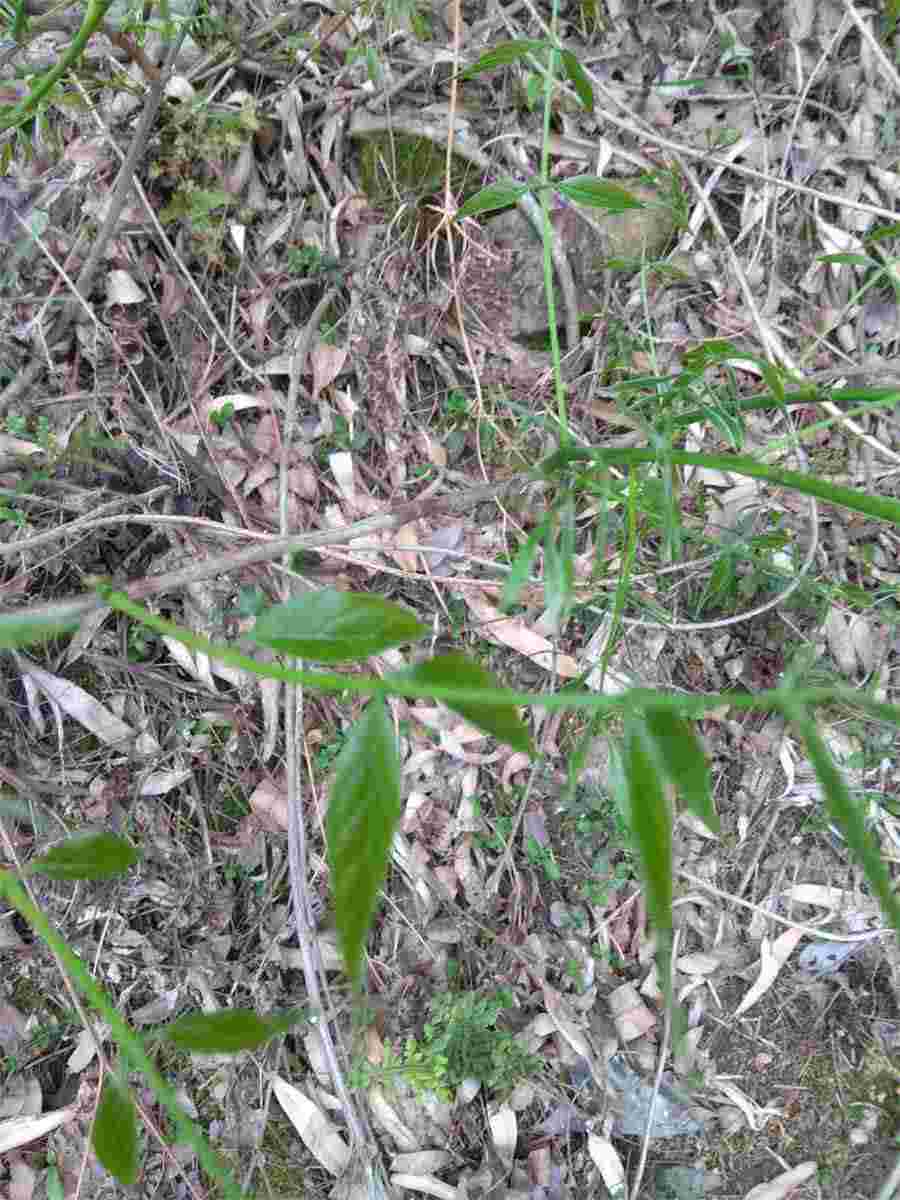第一节 视功能检查(当前章节内容组合) 视野计 第一节 视功能检查(当前章节内容组合) 视野计