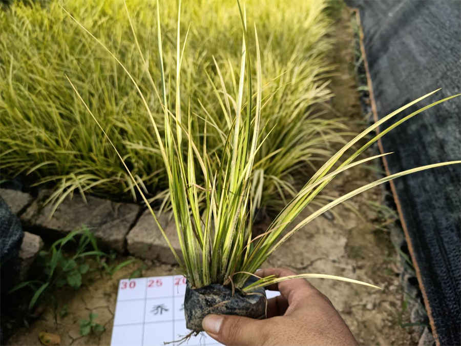 灵芝怎么吃才好?教你灵芝的食用方法及吃法中药材使用方法中药材的正确吃法 灵芝怎么吃才好?教你灵芝的食用方法及吃法中药材使用方法中药材的正确吃法