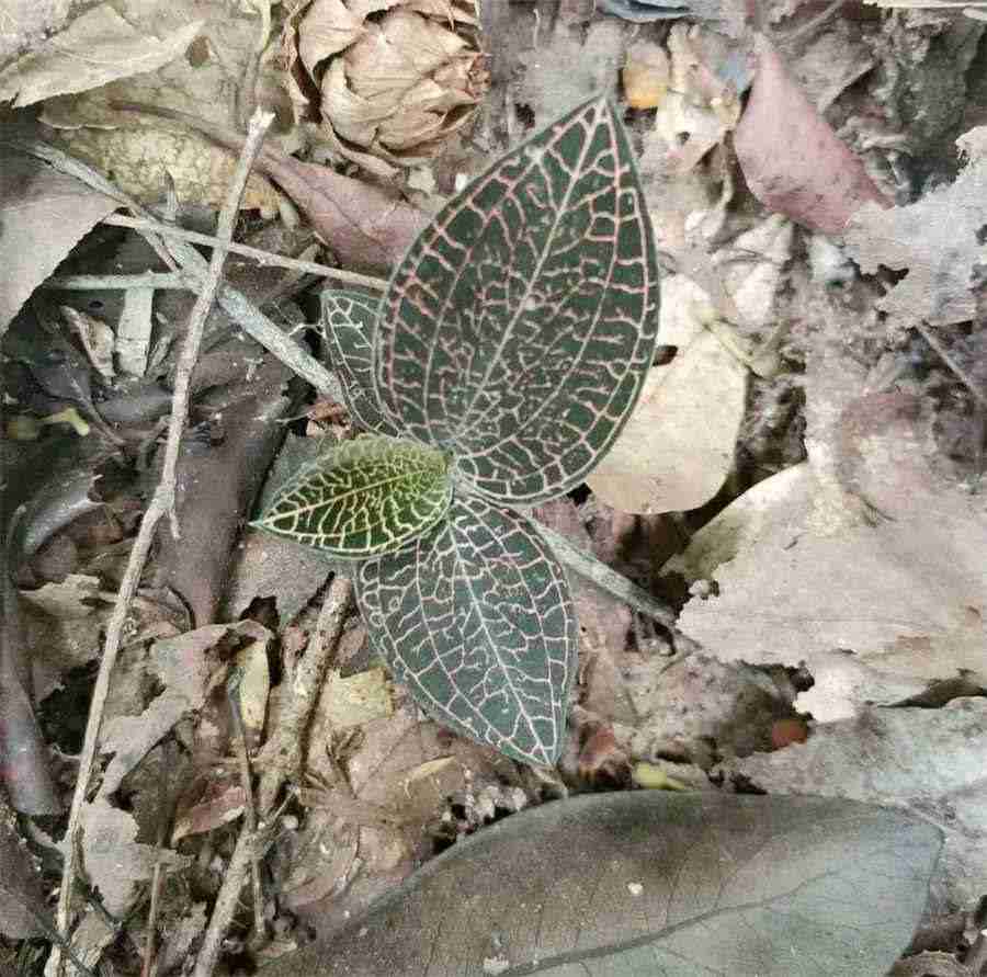 醉鱼草 醉鱼草 醉鱼草 醉鱼草