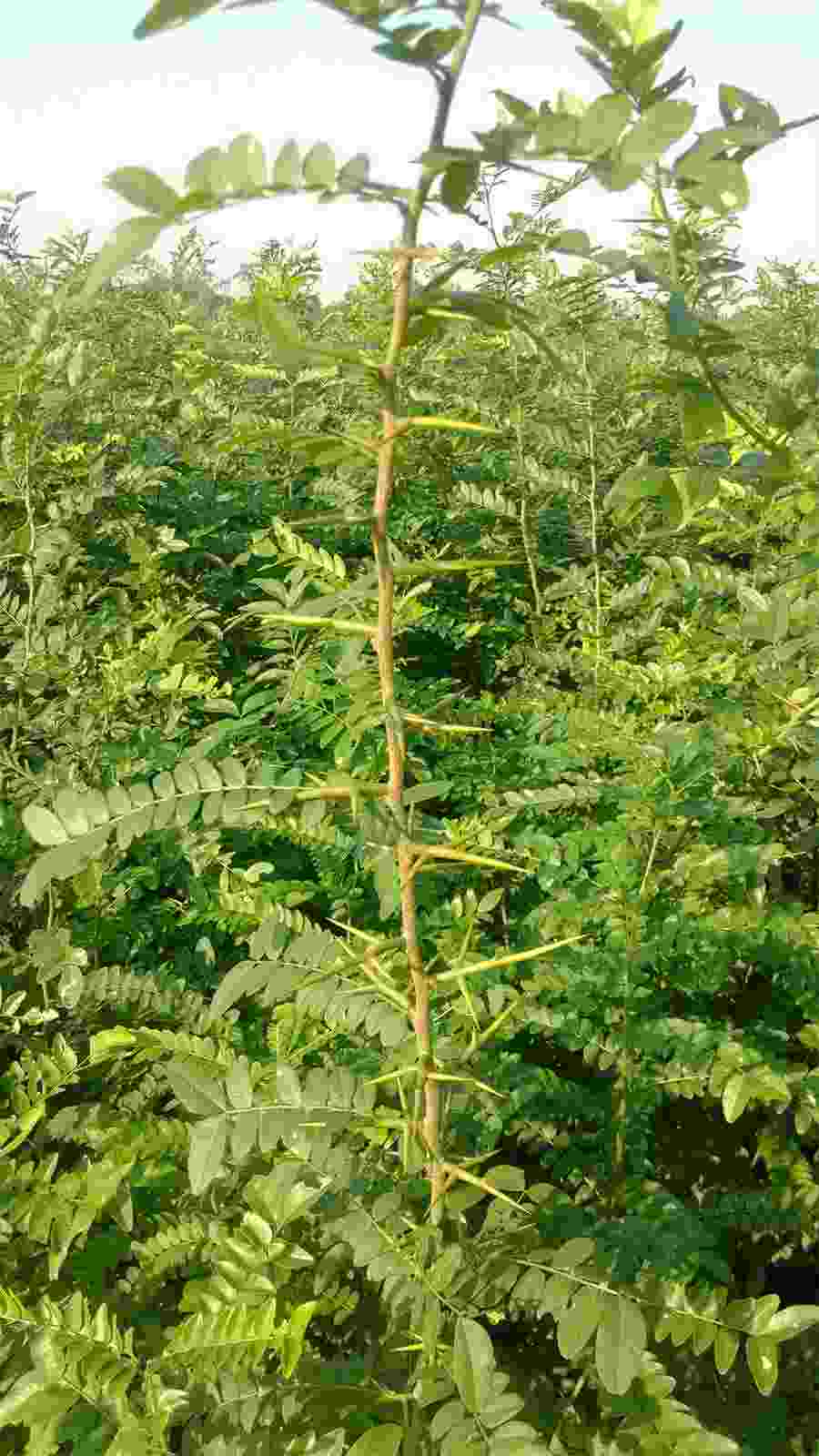 小叶石楠 小叶石楠开花 小叶石楠 小叶石楠开花