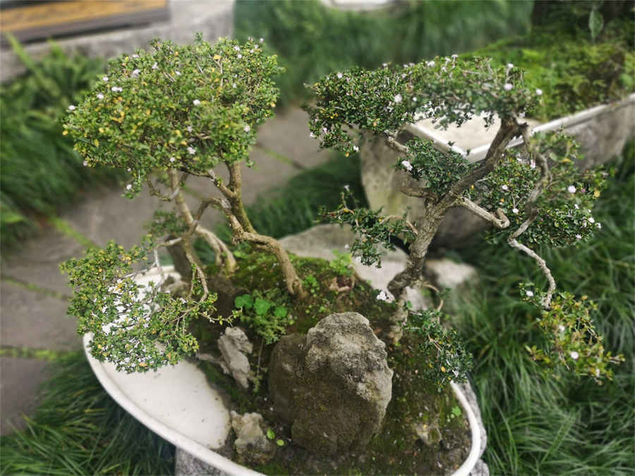 桂花糯米藕的做法家常做法怎么做好吃热量卡路里 桂花糯米藕的做法家常做法怎么做好吃热量卡路里