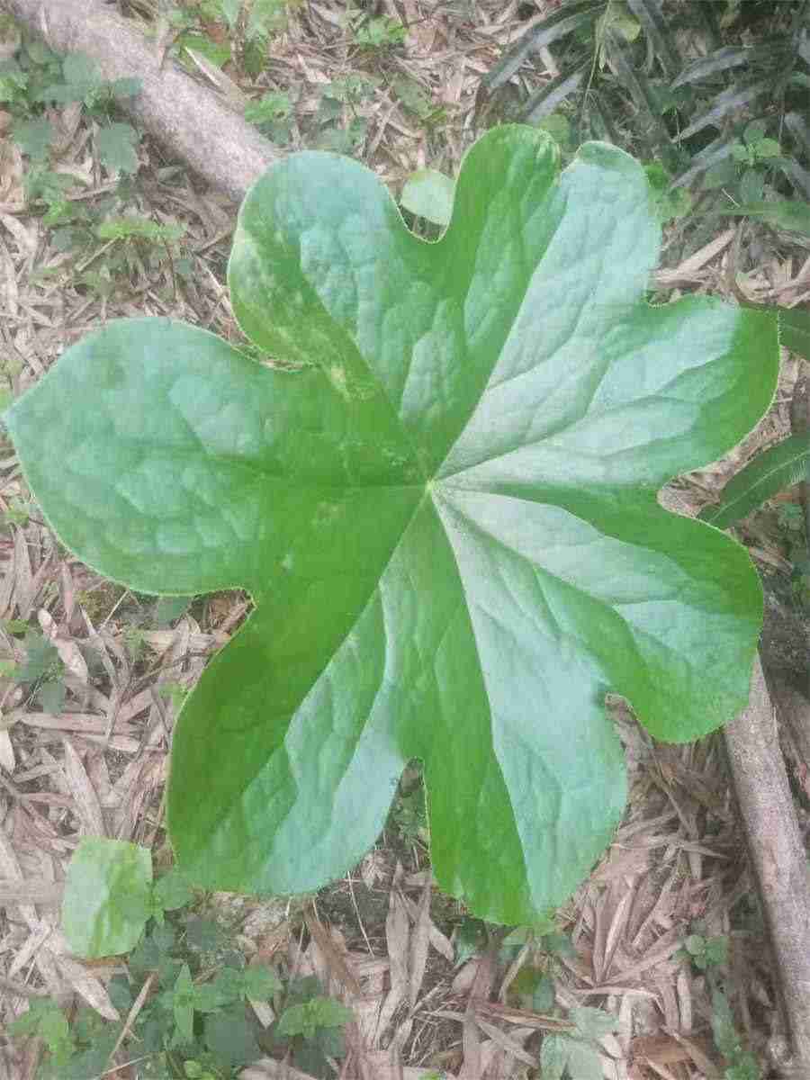白马阴茎 马的生殖器 白马阴茎 马的生殖器