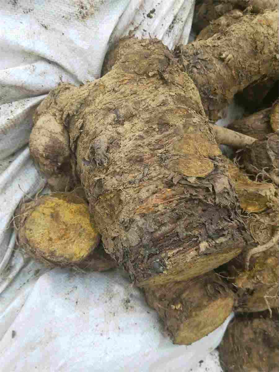 灵芝怎么吃才好?教你灵芝的食用方法及吃法中药材使用方法中药材的正确吃法 灵芝的正确吃法与用量灵芝的副作用 灵芝怎么吃才好?教你灵芝的食用方法及吃法中药材使用方法中药材的正确吃法 灵芝的正确吃法与用量灵芝的副作用