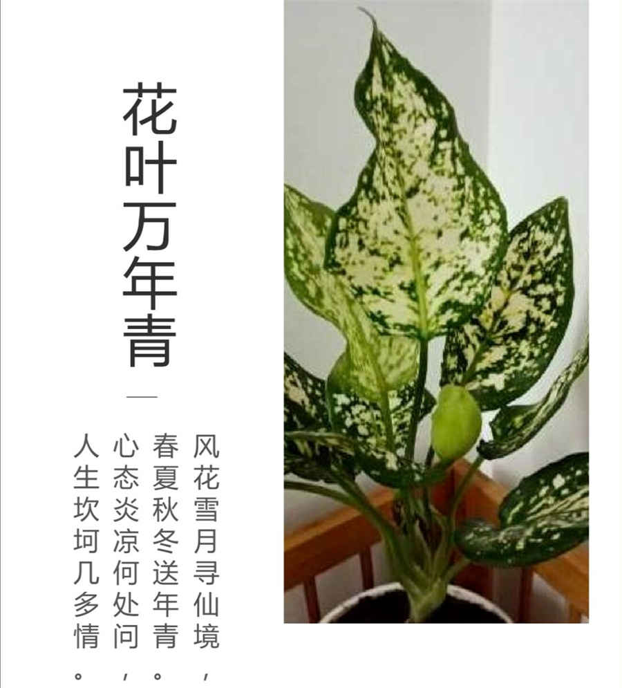 二黄枯痔钉 枯痔钉 二黄枯痔钉 枯痔钉