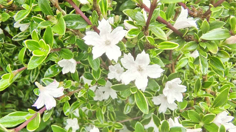 漏芦 漏芦中药 漏芦 漏芦 漏芦中药 漏芦