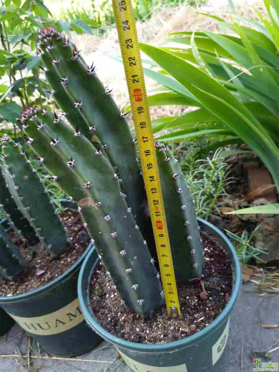 升清降浊 降中有化 升清降浊汤的功效与作用 升清降浊 降中有化 升清降浊汤的功效与作用