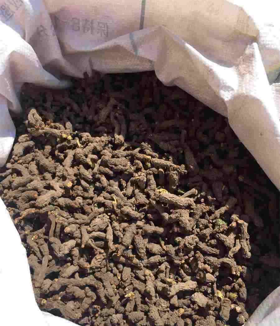 藏红花泡酒的制作方法及功效中药材功效大全 藏红花泡酒的功效和作用及食用方法 藏红花泡酒的制作方法及功效中药材功效大全 藏红花泡酒的功效和作用及食用方法