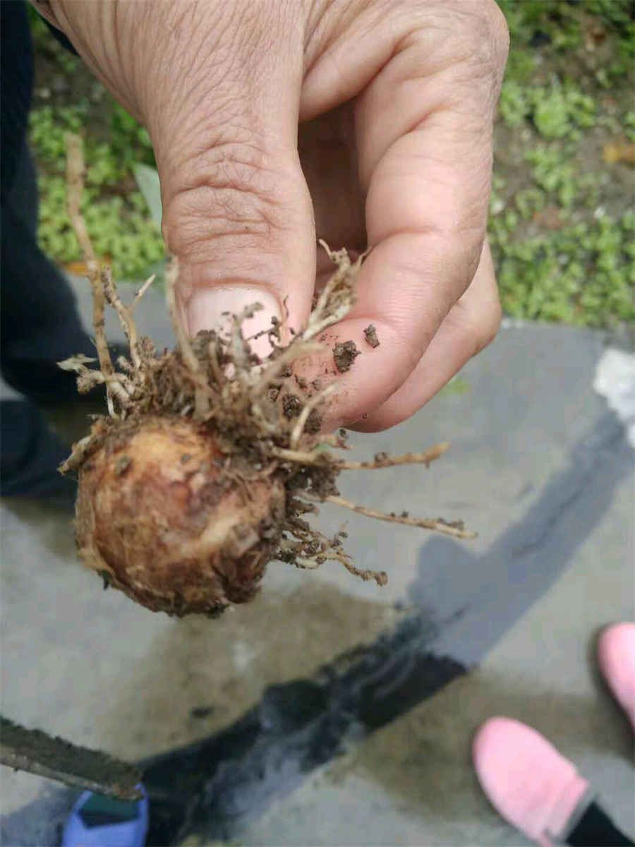 白花茶的功效与作用 你了解白花茶吗 一起来看一下吧(白茶花泡茶的功效与作用) 白花茶的功效与作用 你了解白花茶吗 一起来看一下吧(白茶花泡茶的功效与作用)