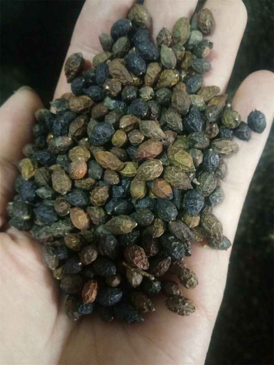 台蘑 台蘑菇图片 台蘑 台蘑 台蘑菇图片 台蘑
