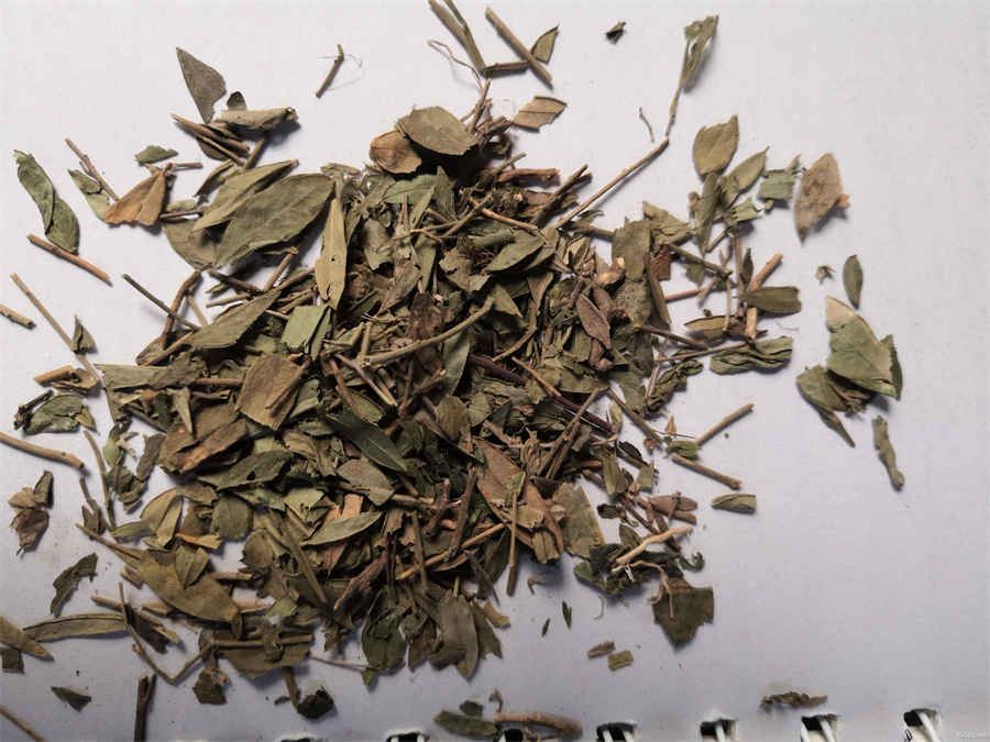 黄毛耳草 腹泻草 黄毛耳草 腹泻草