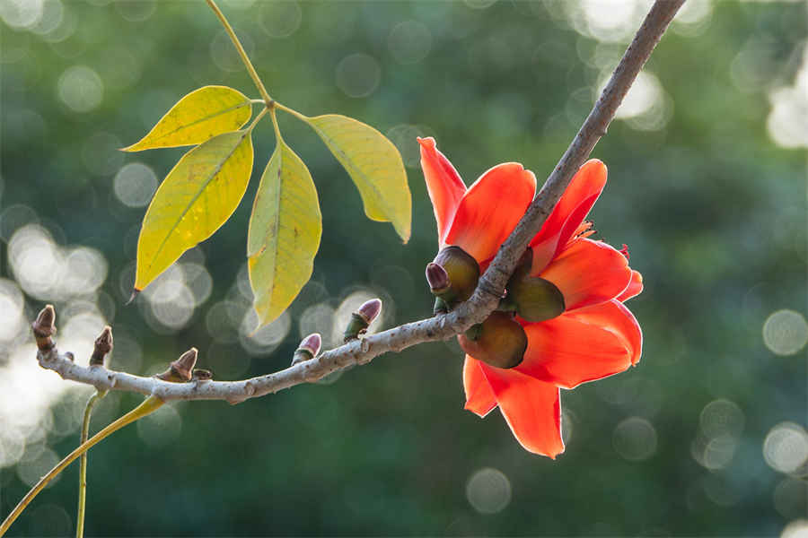 利群香烟西湖恋细支的多少钱一包?(利群西湖恋细支香烟多少钱) 利群香烟西湖恋细支的多少钱一包?(利群西湖恋细支香烟多少钱)