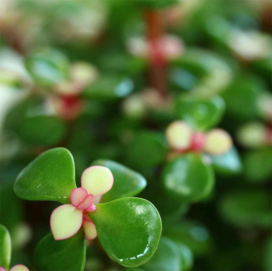 范冰冰私生子:范冰冰与洪金宝的私生子造谣属实? 范冰冰私生子:范冰冰与洪金宝的私生子造谣属实?