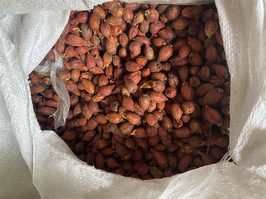 卢根的功效与作用 卢根 卢根的功效与作用 卢根