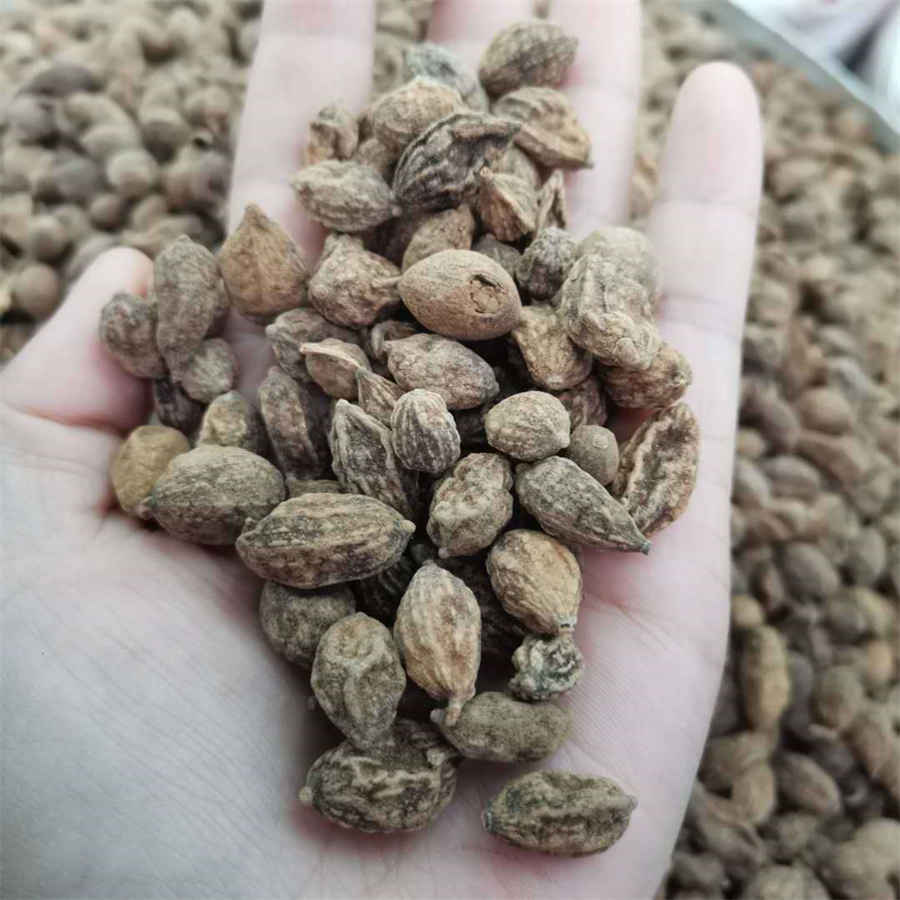 姑娘十八一朵花歌词 姑娘十八一朵花歌词 姜文 姑娘十八一朵花歌词 姑娘十八一朵花歌词 姜文