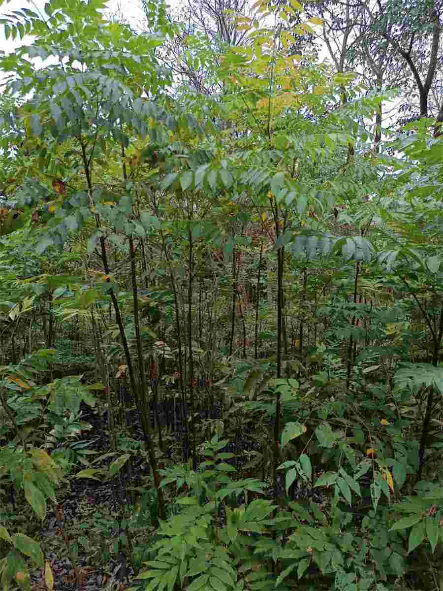 【腰闪了贴什么膏药好】 【腰闪了贴什么膏药好】