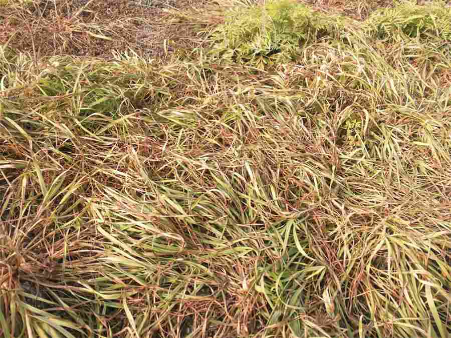 肺纤维化可以治疗吗 肺纤维化的治疗误区有哪些 肺纤维化能治吗能吃吡非尼酮吗 肺纤维化可以治疗吗 肺纤维化的治疗误区有哪些 肺纤维化能治吗能吃吡非尼酮吗