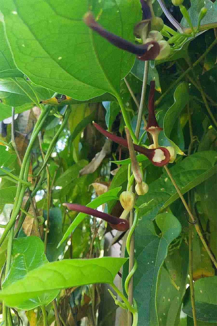 维药 药树 维药 药树