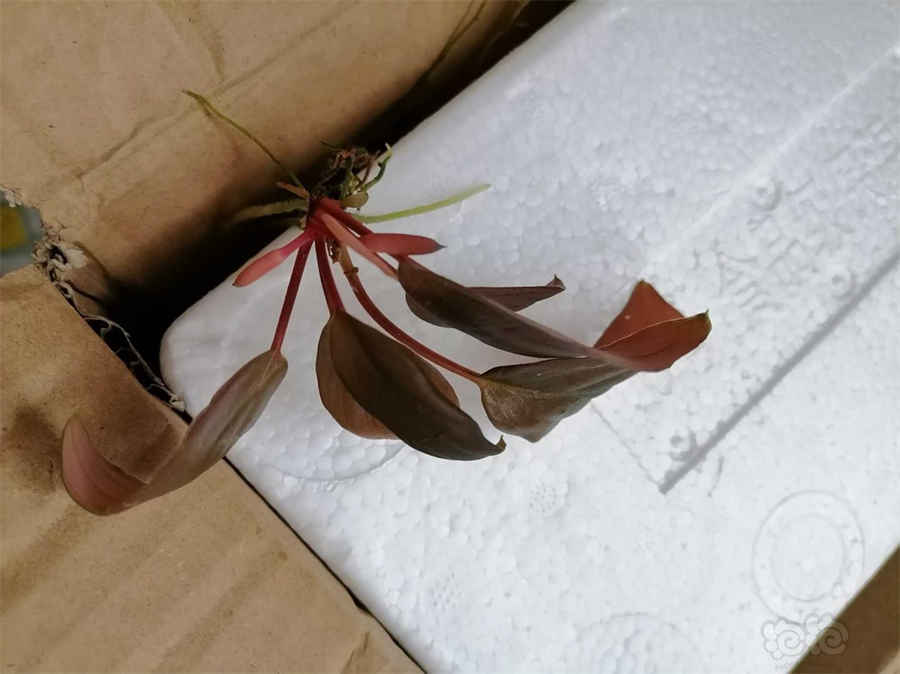 西洋参吃了会上火吗?吃西洋参有什么好处?中药材知识 西洋参吃了会上火吗?吃西洋参有什么好处?中药材知识