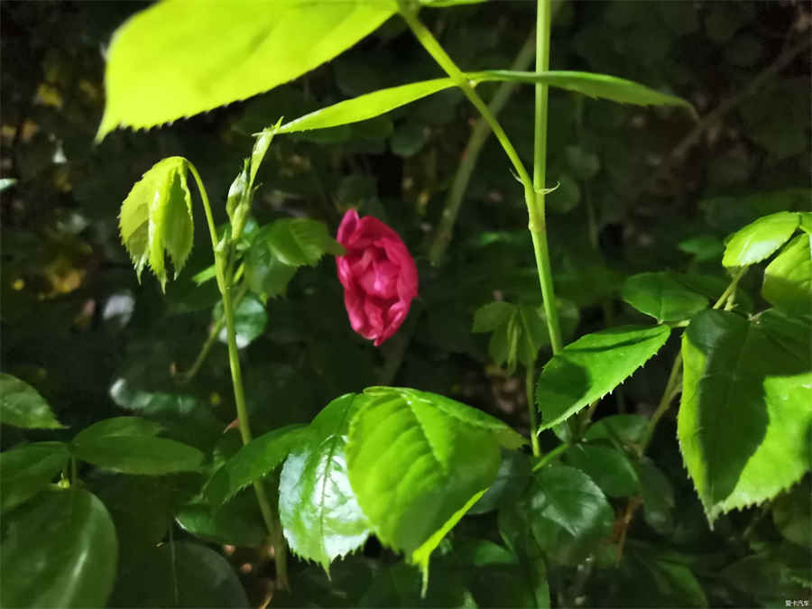 毛玉是什么植物 毛玉石鉴别方法 毛玉是什么植物 毛玉石鉴别方法