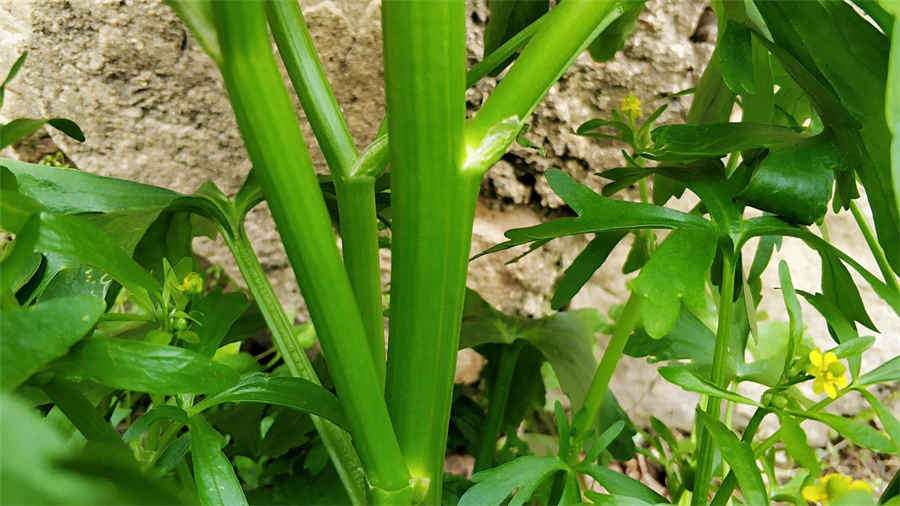 溶解性(化学术语) 溶解性 溶解性(化学术语) 溶解性
