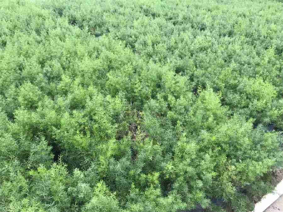 人参泡酒的功效及泡法大全中药材功效大全 人参泡酒的功效及泡法大全中药材功效大全
