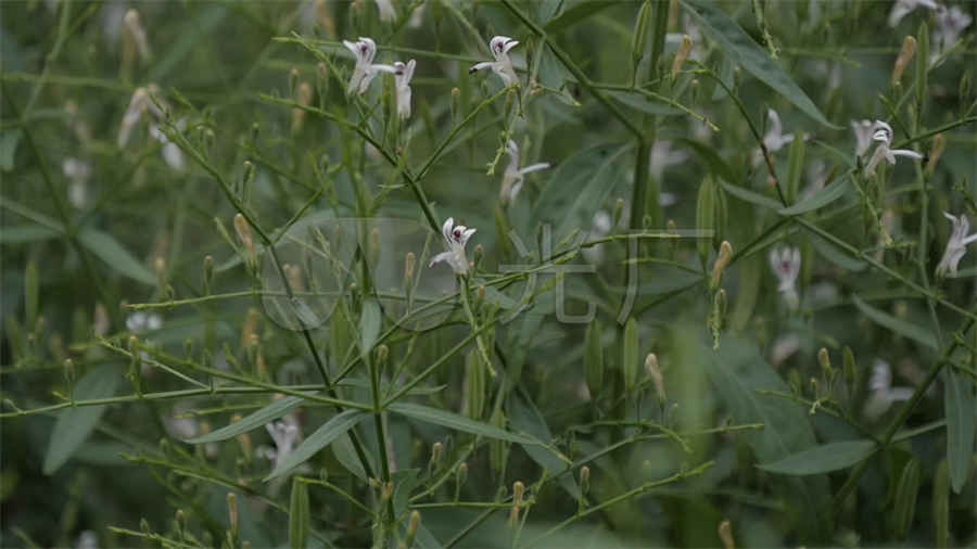 火鹤花花语是什么(白色火鹤花花语)东江百科 火鹤花花语是什么(白色火鹤花花语)东江百科