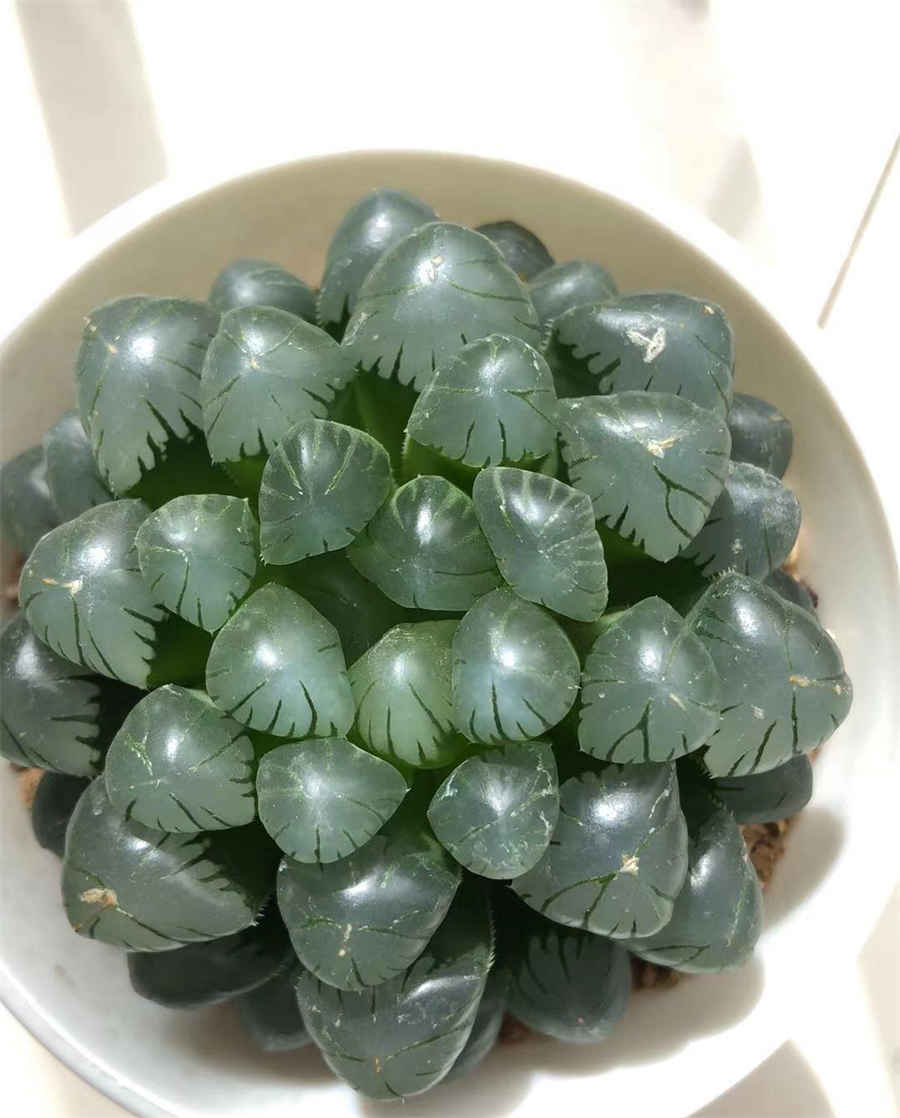 人参的种类有哪些?如何挑选好?中药材真假好坏鉴别方法 人参的品种有几种 人参的种类有哪些?如何挑选好?中药材真假好坏鉴别方法 人参的品种有几种