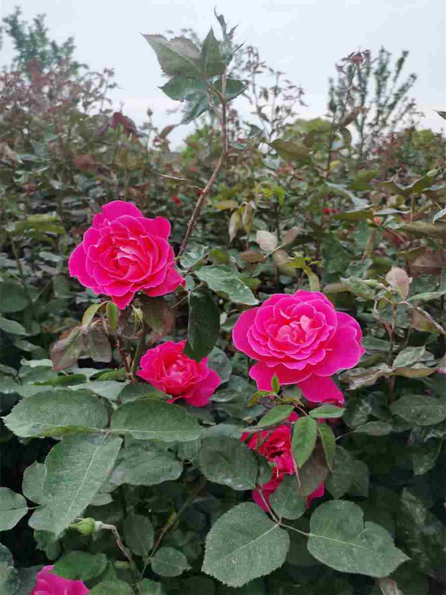 灵芝茶 灵芝茶怎么煮 灵芝茶 灵芝茶怎么煮