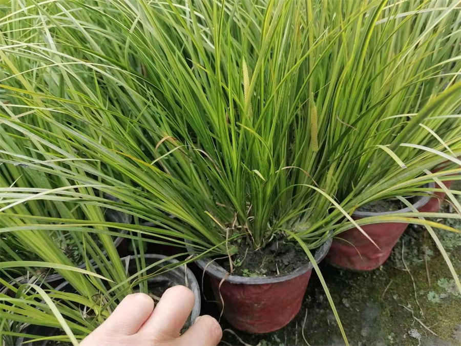 桂枝茯苓汤 桂枝茯苓汤的组成及剂量 桂枝茯苓汤 桂枝茯苓汤的组成及剂量